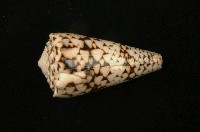 藏品(花環芋螺)的圖片